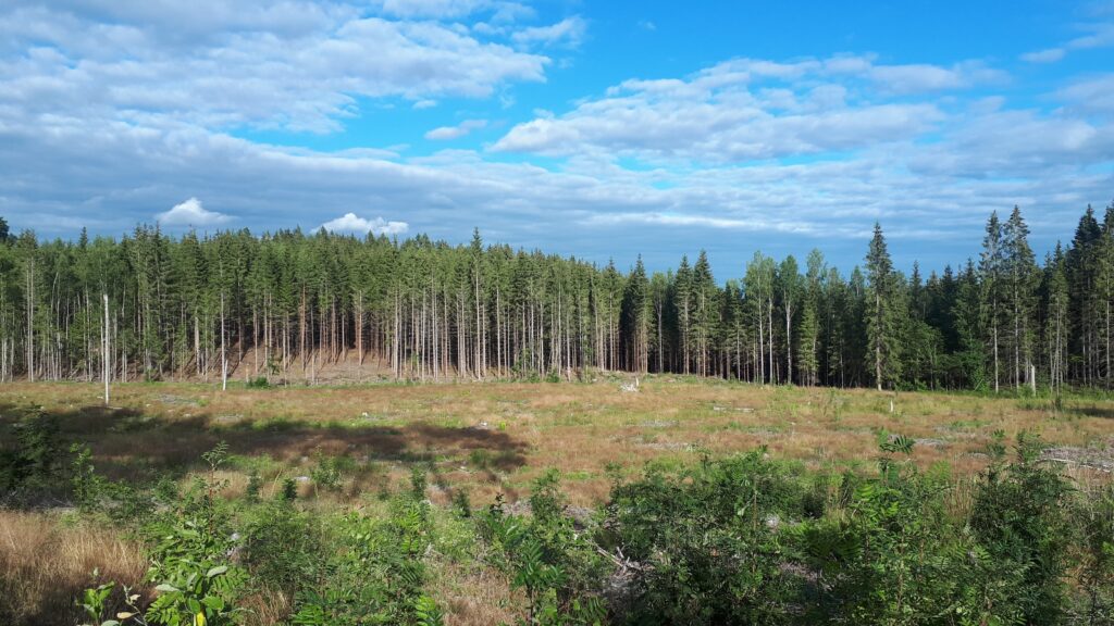 Forest close to the cottage with the off-grid solar power system